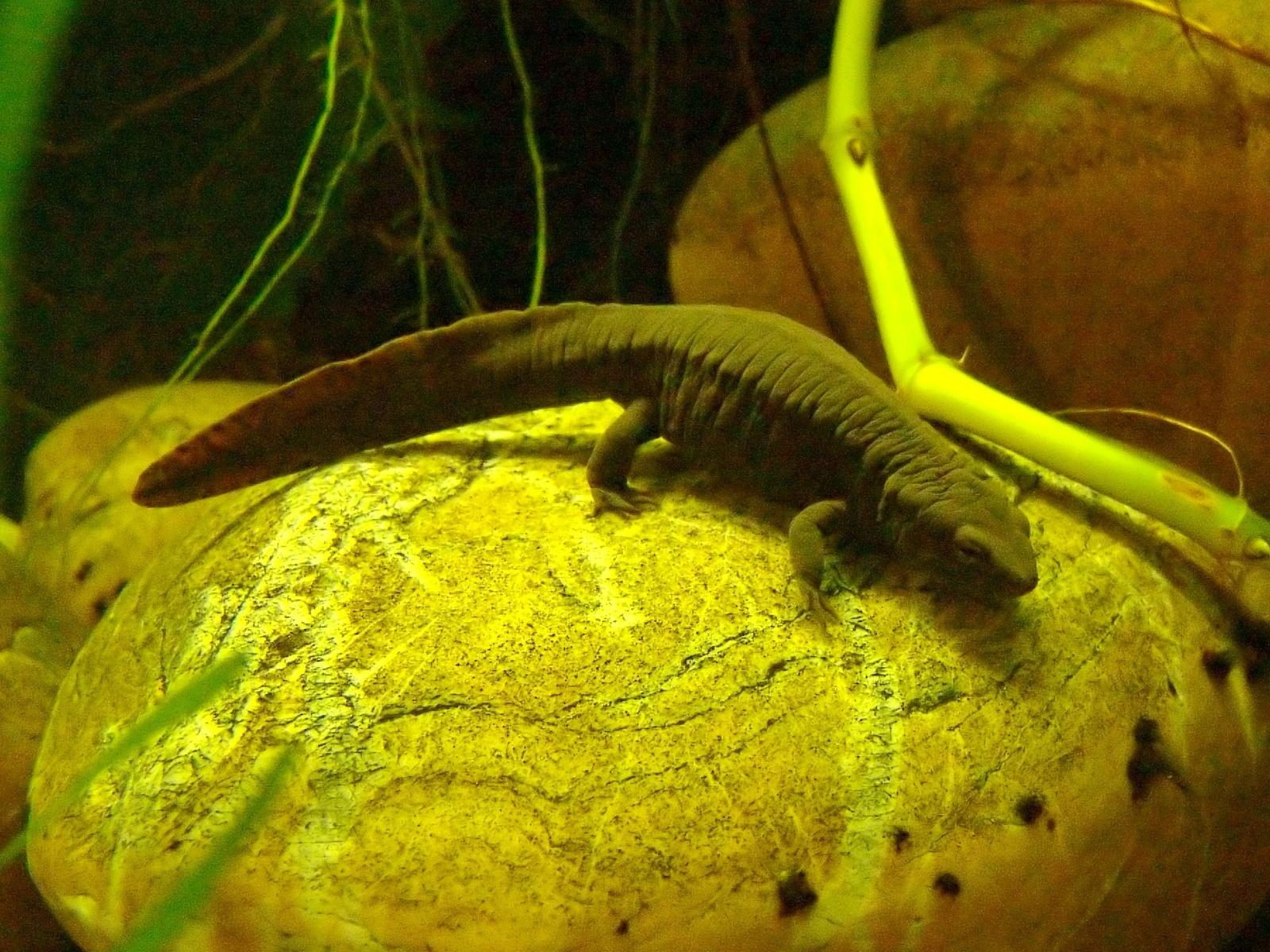 Especies del genero Paramesotriton