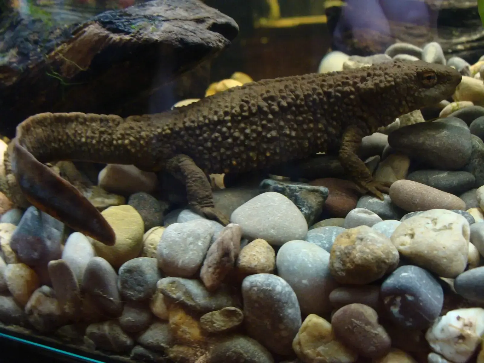 Paramesotriton definicion y explicaciones Paramesotriton definicion y explicaciones