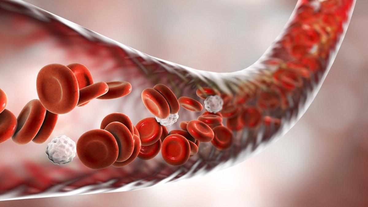 Esquema de la circulación sanguínea