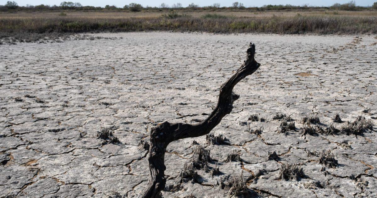 Alerta ambiental en humedales españoles Alerta ambiental en humedales españoles
