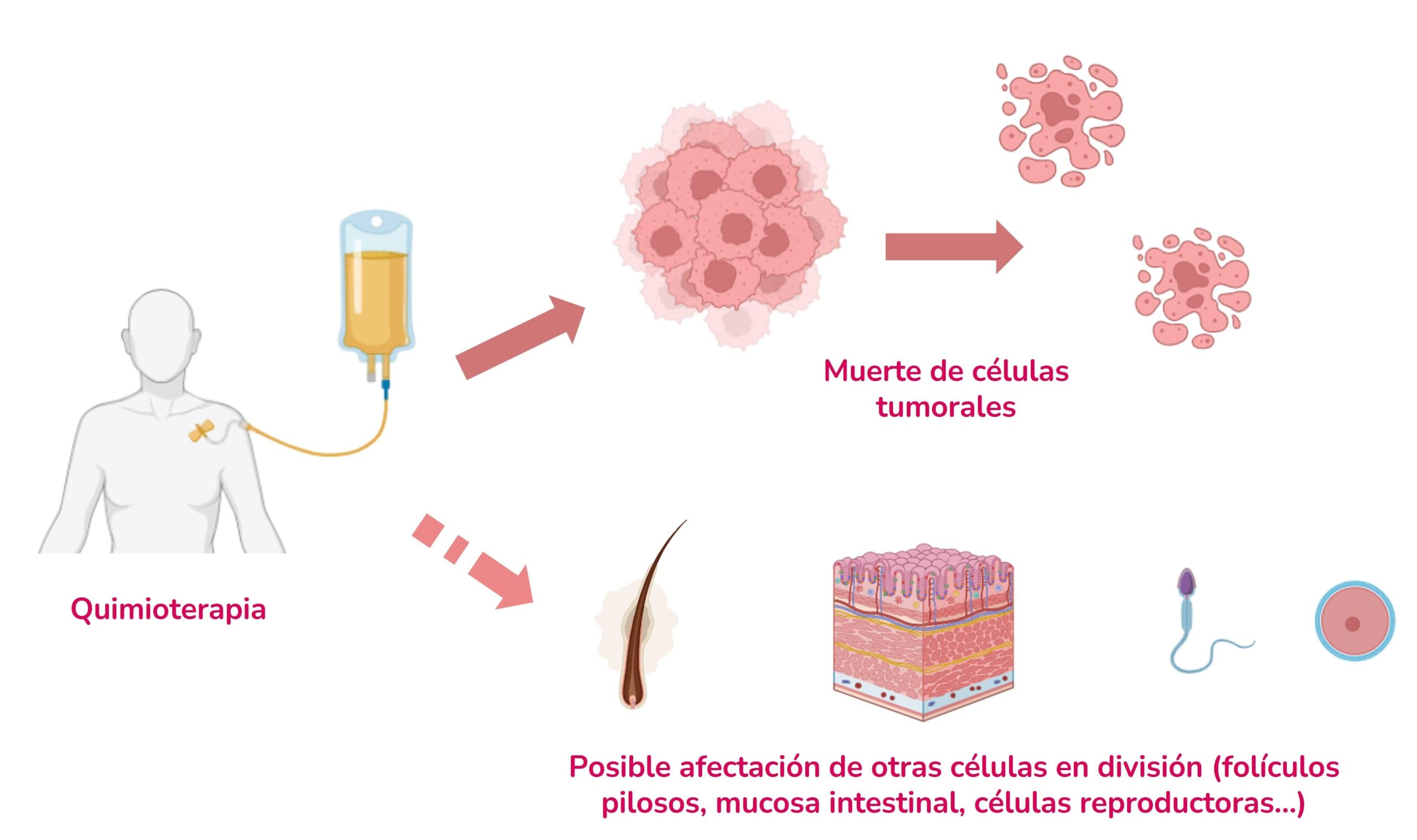 Terapias dirigidas en oncología Terapias dirigidas en oncología