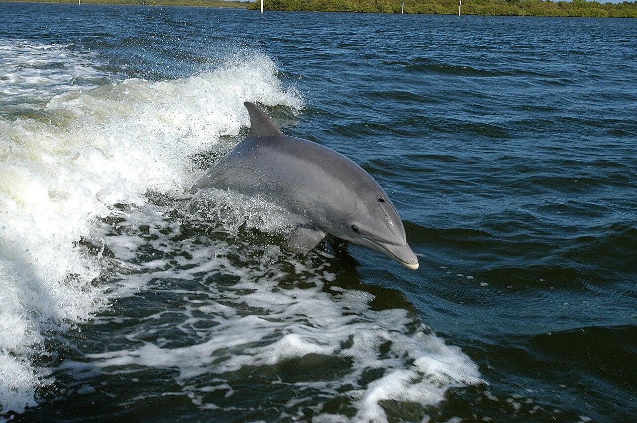 Delfines Delfines