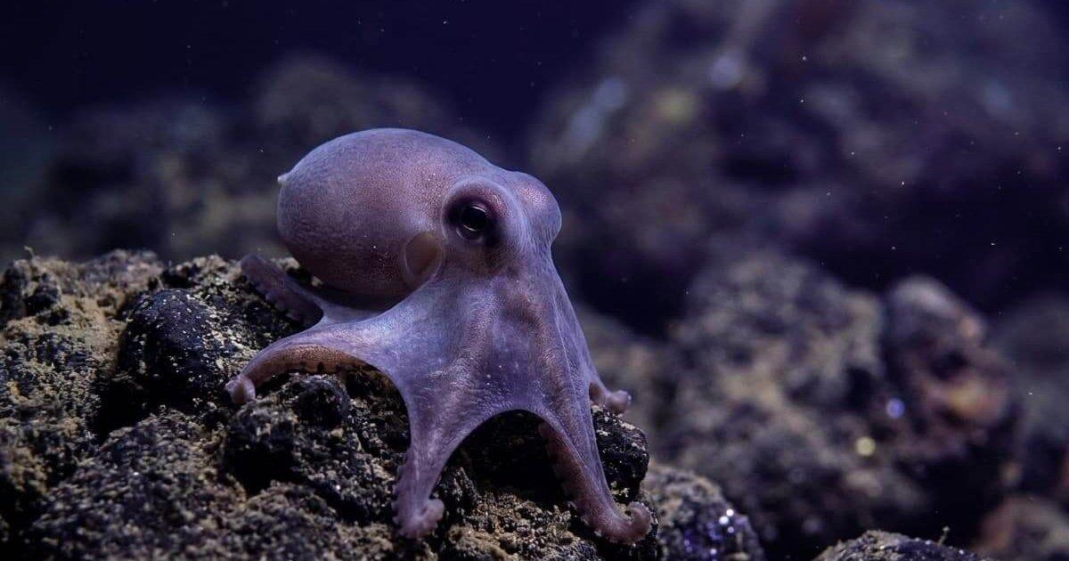 Pulpo invisible