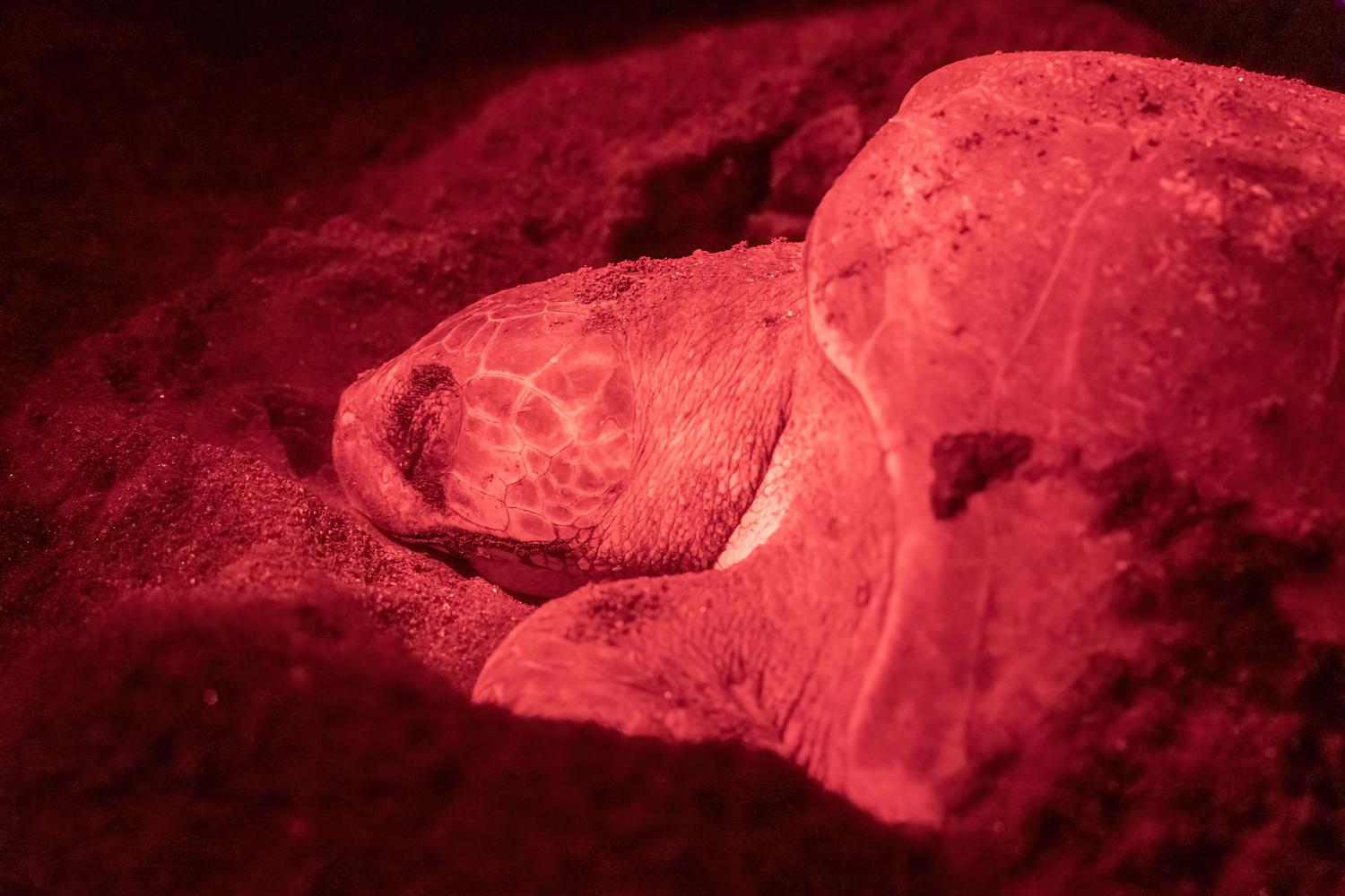 Una tortuga marina anidando bajo luz roja, una técnica de conservación para evitar que las crías se desorienten debido a la contaminación lumínica urbana.