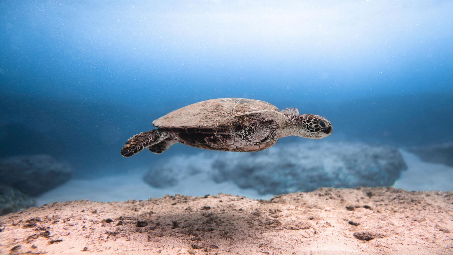 Tortuga marina nadando en aguas cristalinas, representando la fauna marina protegida dentro de la estrategia de economía azul.