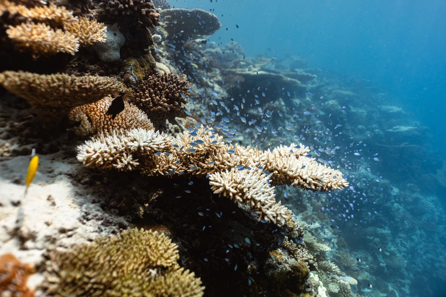 Arrecife de coral colorido lleno de vida marina, simbolizando la biodiversidad que la economía azul busca proteger.