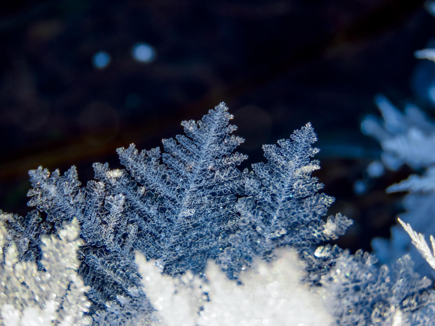 Fotografía macro de escarcha dendrítica resaltando la complejidad fractal del hielo. Fotografía macro de escarcha dendrítica resaltando la complejidad fractal del hielo.