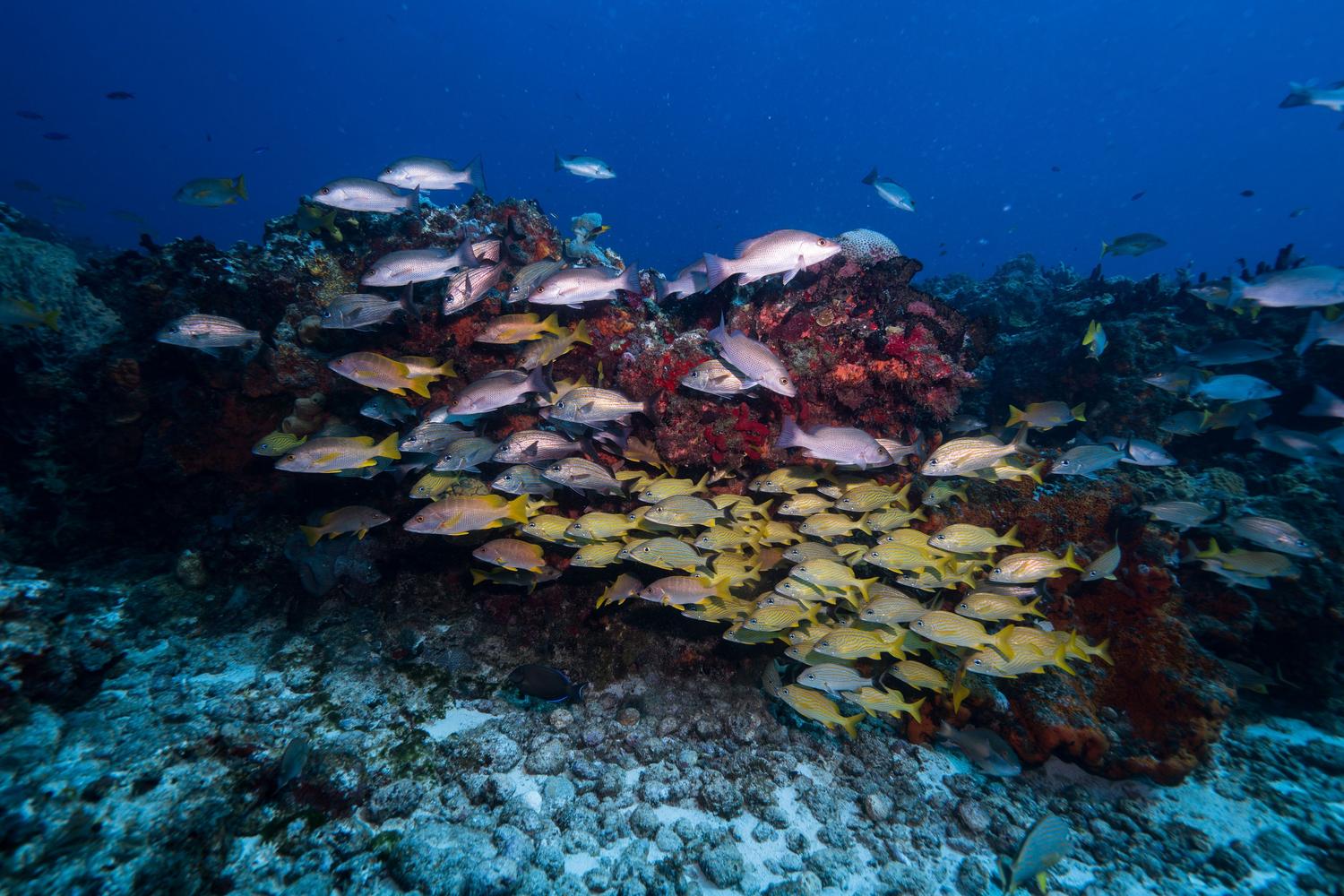 Arrecife de coral vibrante y colorido con peces tropicales, representando la salud y biodiversidad marina.