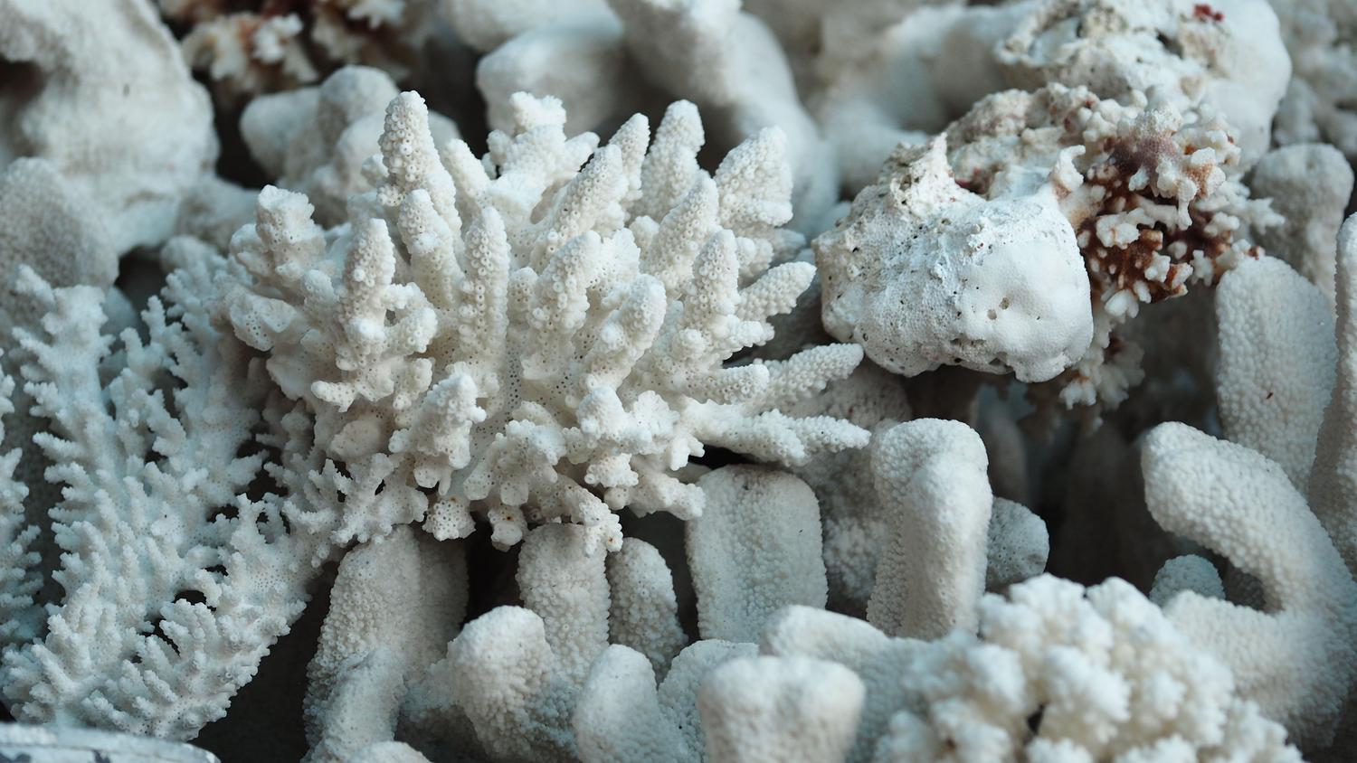 Primer plano de un coral blanco blanqueado, ilustrando el efecto del estrés térmico en los océanos.