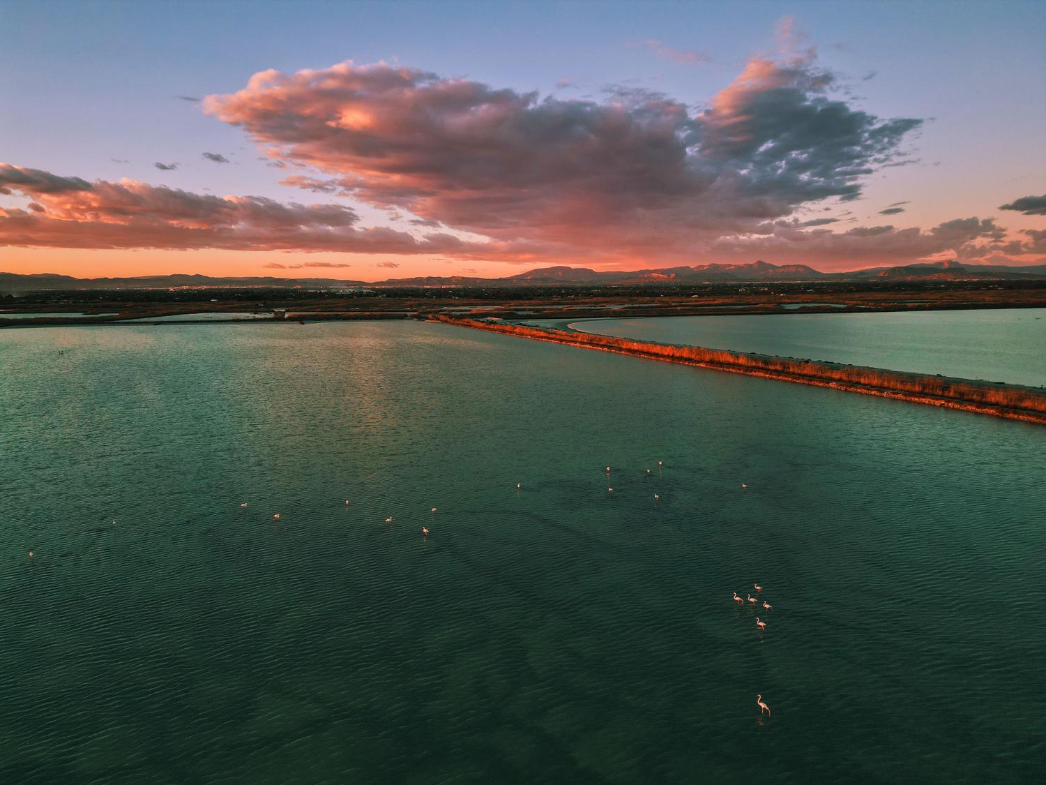 Flamencos comunes alimentándose en las salinas de Santa Pola, destacando su papel como refugio de biodiversidad para aves.