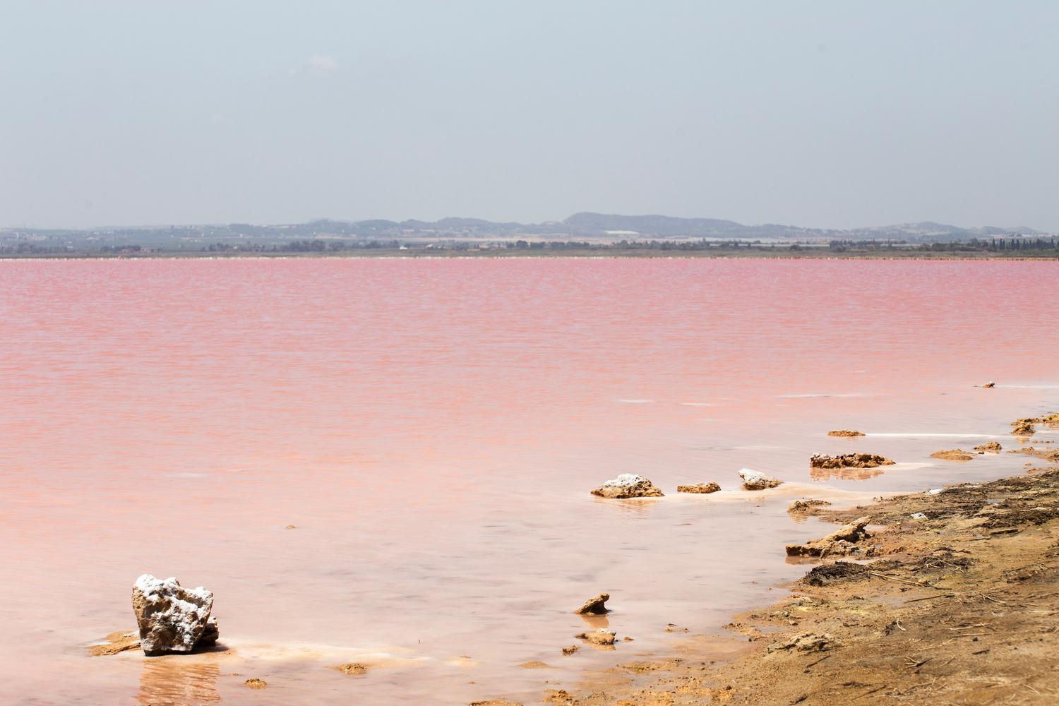 Lago de sal rosa en Torrevieja, España, evidenciando la coloración característica causada por arqueas halófilas y el alga Dunaliella salina.
