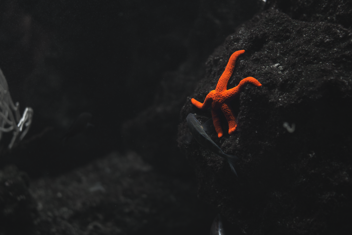 Estrella de mar naranja sobre rocas oscuras en el fondo del océano.