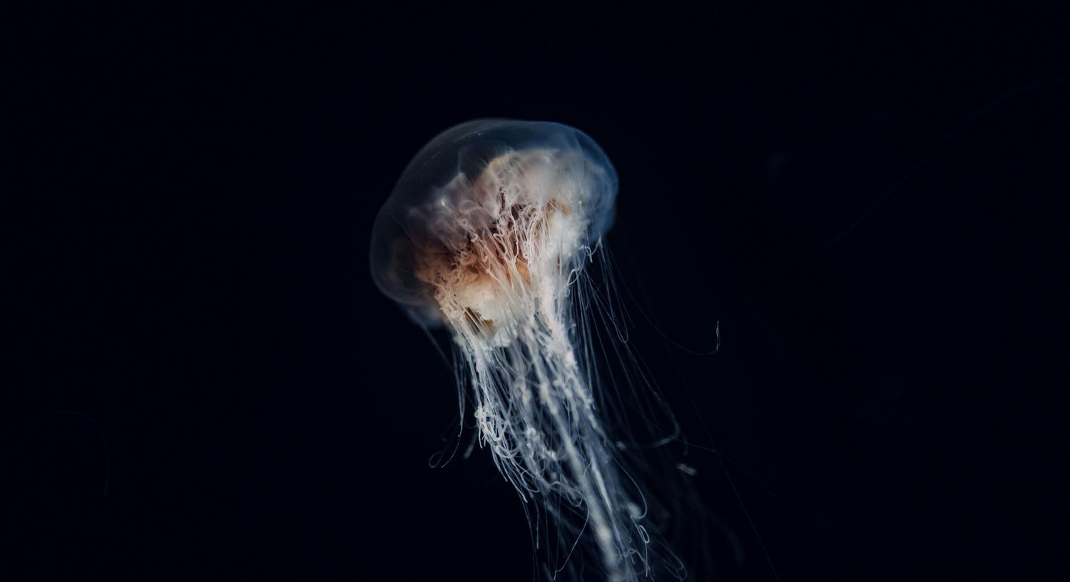 Medusa etérea flotando en las profundidades oscuras del océano, representando la biodiversidad abisal.