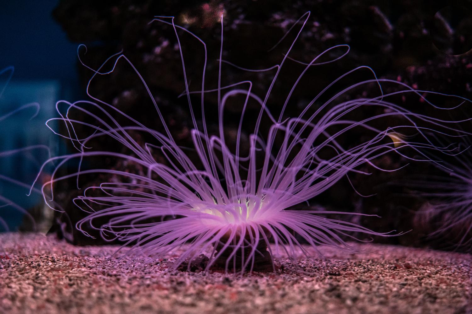 Anémona de mar iluminada con colores neón en la oscuridad del abismo marino.