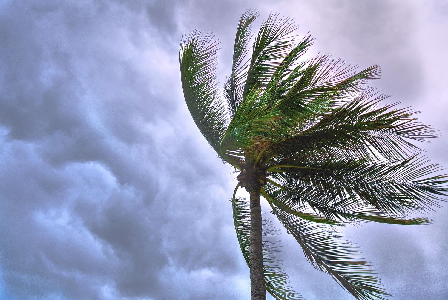 Palmera balanceándose violentamente bajo un cielo tormentoso, ilustrando la intensidad de las ráfagas.