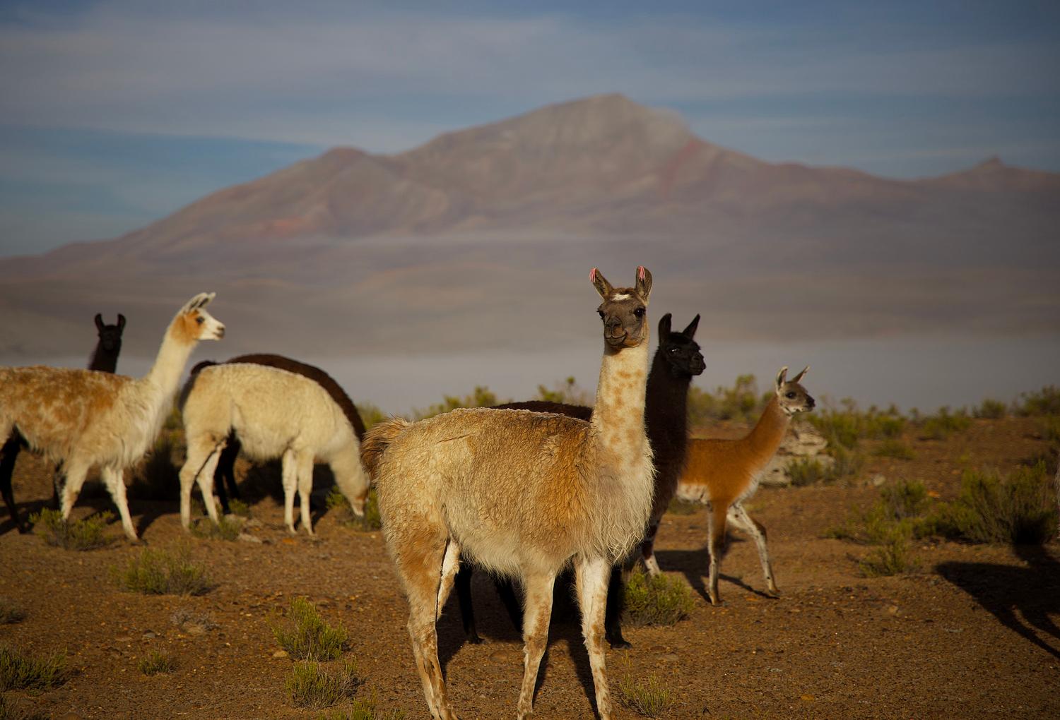 Llamas pastando en los Andes peruanos con un impresionante paisaje montañoso al fondo, ejemplificando a los camélidos.