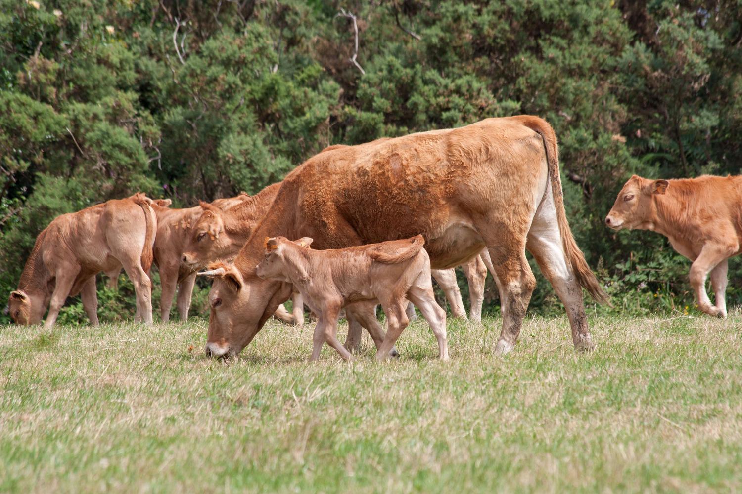 Vacas y terneros pastando tranquilamente en un campo verde y exuberante, ejemplificando a los bóvidos rumiantes.