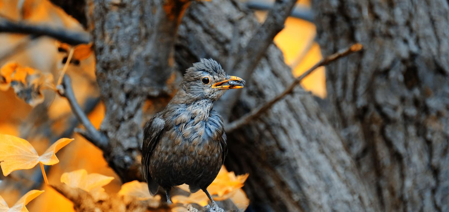 Estornino sobre una rama en otoño, reflejando la conexión entre el comportamiento animal y la interpretación de los ciclos naturales.