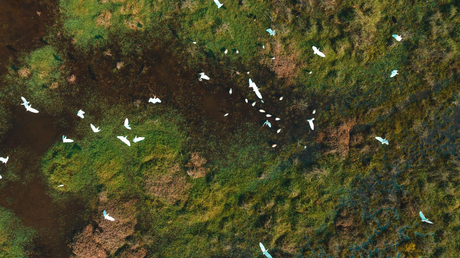 Vista aérea de un humedal con una bandada de aves blancas volando, simbolizando la monitorización de ecosistemas mediante datos.