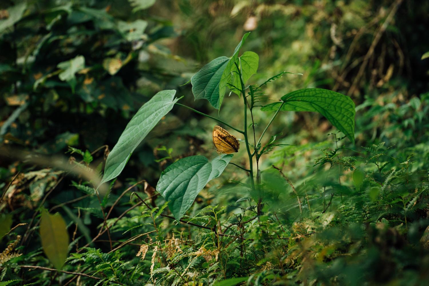 Una mariposa naranja posada sobre una hoja verde, representando la importancia de los polinizadores en la biodiversidad.