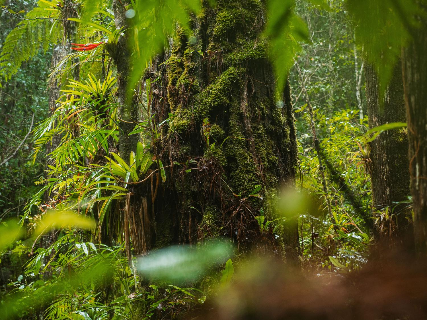 Primer plano de un tronco de árbol cubierto de musgo y plantas epífitas en una selva tropical, ilustrando la complejidad de los ecosistemas.